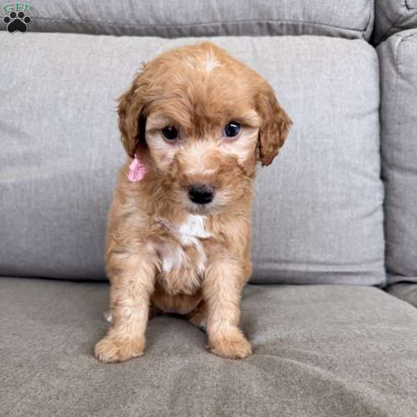 Lennon, Mini Goldendoodle Puppy